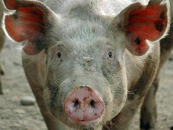 Внимание Ящур свиней в Спасском районе Приморского края!!!